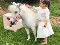 Mare, Miniature horse — photo 6