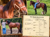 Horse (M), Rocky Mountain Horse — photo 1