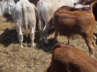 Toro, Vaca Limousin — foto 1