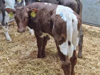 Bovinos (lote, sexo no especificado), Simmental cattle — foto 2
