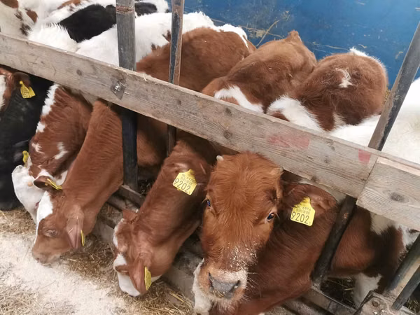 Bulle, Simmental cattle