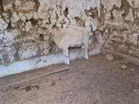 Ziege, Russian White goat — Foto 1