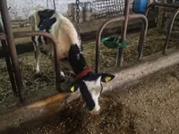 Toro, Russian Black pied cattle — foto 3