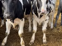 Vaca, Russian Black pied cattle — foto 5