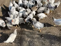 ससेक्स — फ़ोटो 4