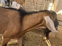 Cabro, Nubian Goat — foto 2