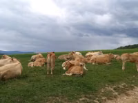 गाय, Blonde d’Aquitane cattle — फ़ोटो 2