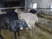 Widder, Edilbay sheep — Foto 4