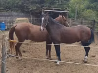 घोड़ा, Lipizzaner — फ़ोटो 6