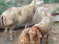 Oveja, Apsheron sheep — foto 4