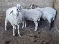 भेड़, Merino sheep — फ़ोटो 4