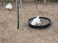 Ducks — Foto 7