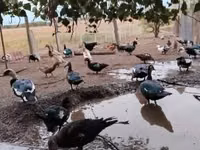 Домашняя мушка — фото 3
