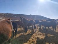 Horses (batch, sex not specified), New Altai Horse — photo 6