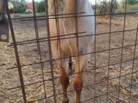 Horse (M), Welsh Cob — photo 4
