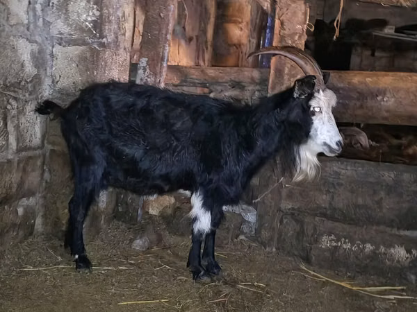 Ziege, Kamori goats