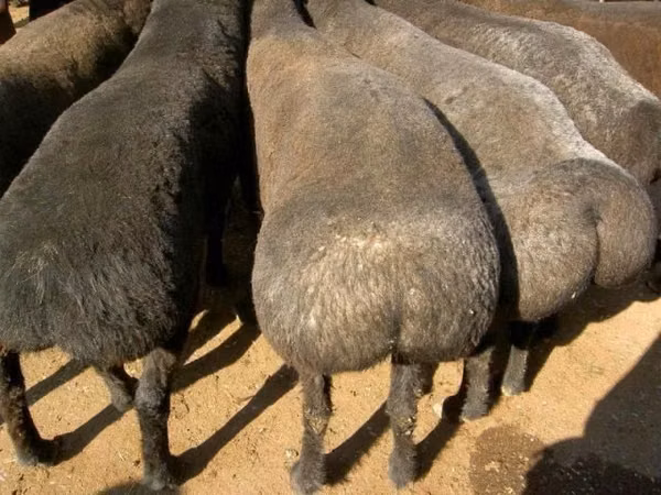 كبش, Kazakh fat-tailed coarsewool sheep