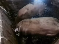 Boar, Pigs — photo 2