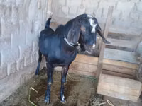 Ziege, Dutch Landrace goats — Foto 2