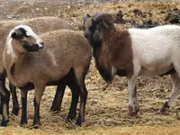 Schaf, Cameroon sheep — Foto 1