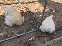 Bantam Pekín — foto 2