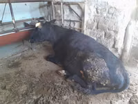 Vaca, Ganado vacuno — foto 2