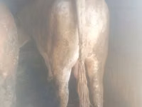 सांड, आउलियातिन नस्ल — फ़ोटो 2