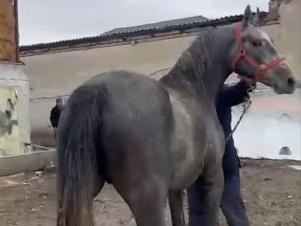 Horse (M), Orlov Trotter