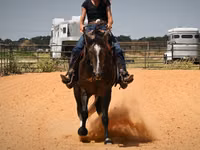 Horse (M), Quarter Horse — photo 4