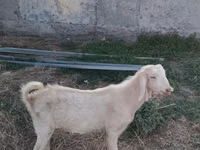 تيس, الماعز — الصورة 1