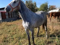 Horse (M), Horses — photo 5