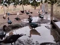 Домашняя мушка — фото 6