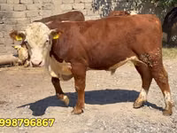 Bull, Red Belarusian cow — photo 3