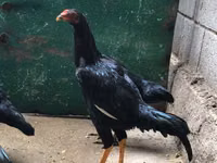Gallinas Shamo — foto 3