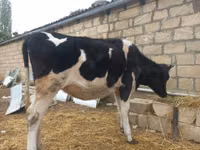 Bulle, Russian Black pied cattle — Foto 1
