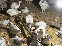 براهما — الصورة 4
