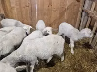 Widder, Merinoland sheep — Foto 4
