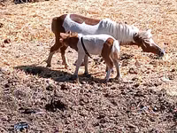 घोड़ी, Australian Pony — फ़ोटो 1