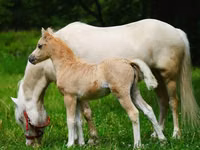 خيول (دفعة، الجنس غير محدد), Shetland Pony — الصورة 3