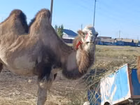 ناقة, Kazakh Bactrian camel — الصورة 1