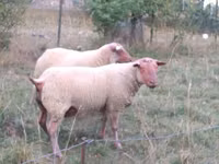 Widder, Rouge de l’Ouest sheep — Foto 2