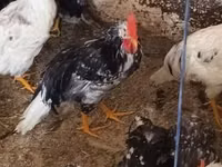 Chickens — Foto 5