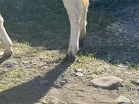 Cow, Holstein breed — photo 4