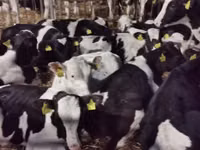Bovinos (lote, sexo no especificado), Russian Black pied cattle — foto 7