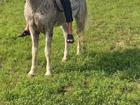 حصان, Azerbaijan horse — الصورة 3