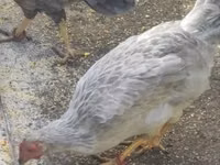 Chickens — photo 3