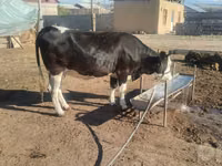 Kuh, Russian Black pied cattle — Foto 3