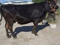 Kuh, Holstein-Rasse — Foto 3