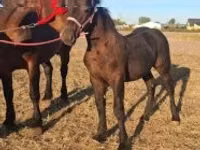 Hengst, Percheron — Foto 3