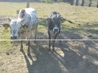 सांड, ज़ेबू — फ़ोटो 4